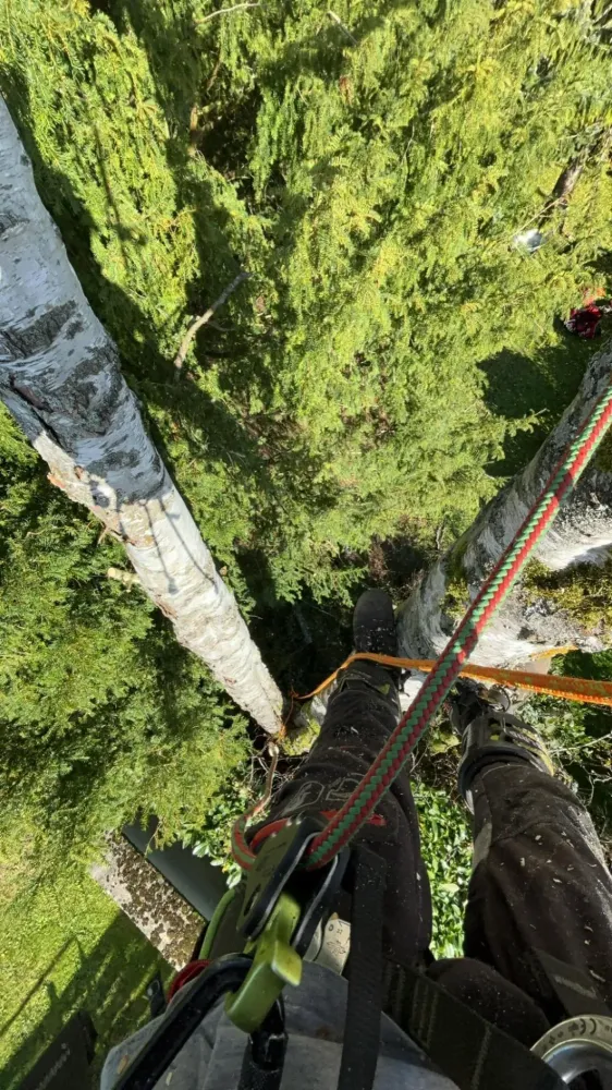 entretien des arbres
